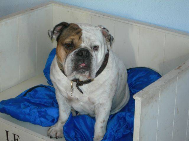 My Dog