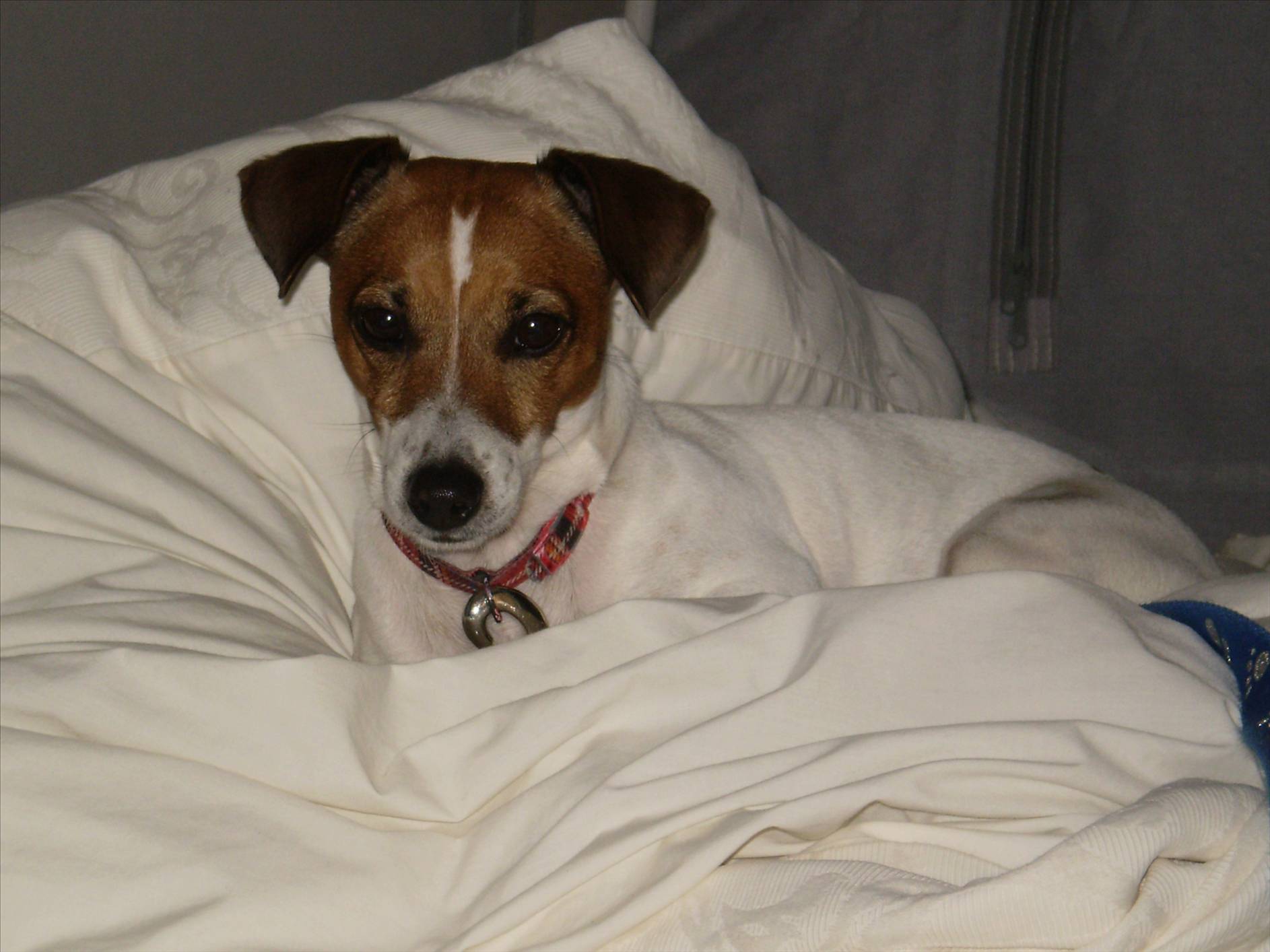 The Family dog