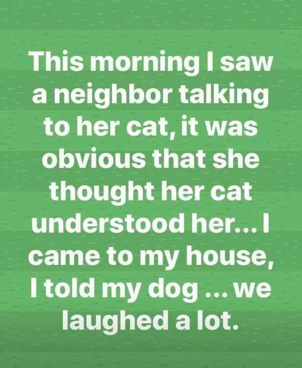cat dog talk