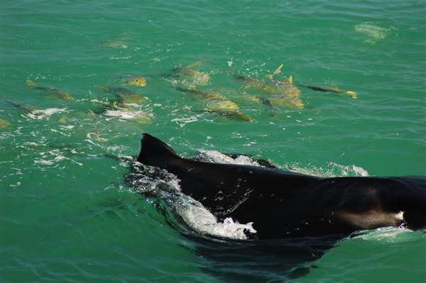 fish following a manta