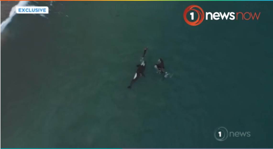 orcas swimming with lady