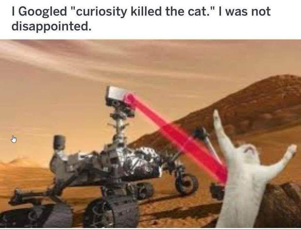 curiosity killed the cat