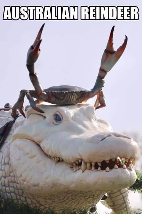 oz reindeer