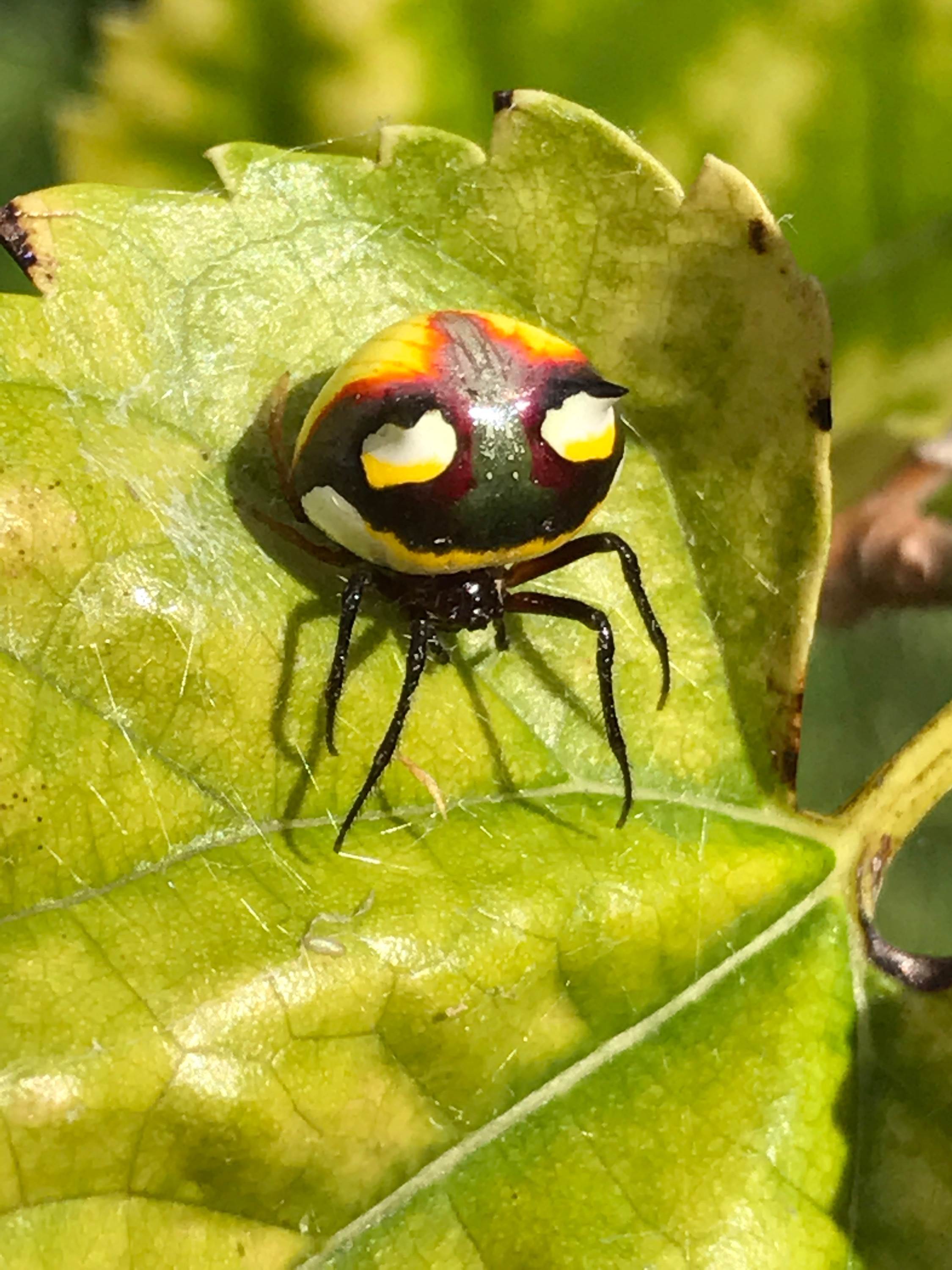 timburtonacea