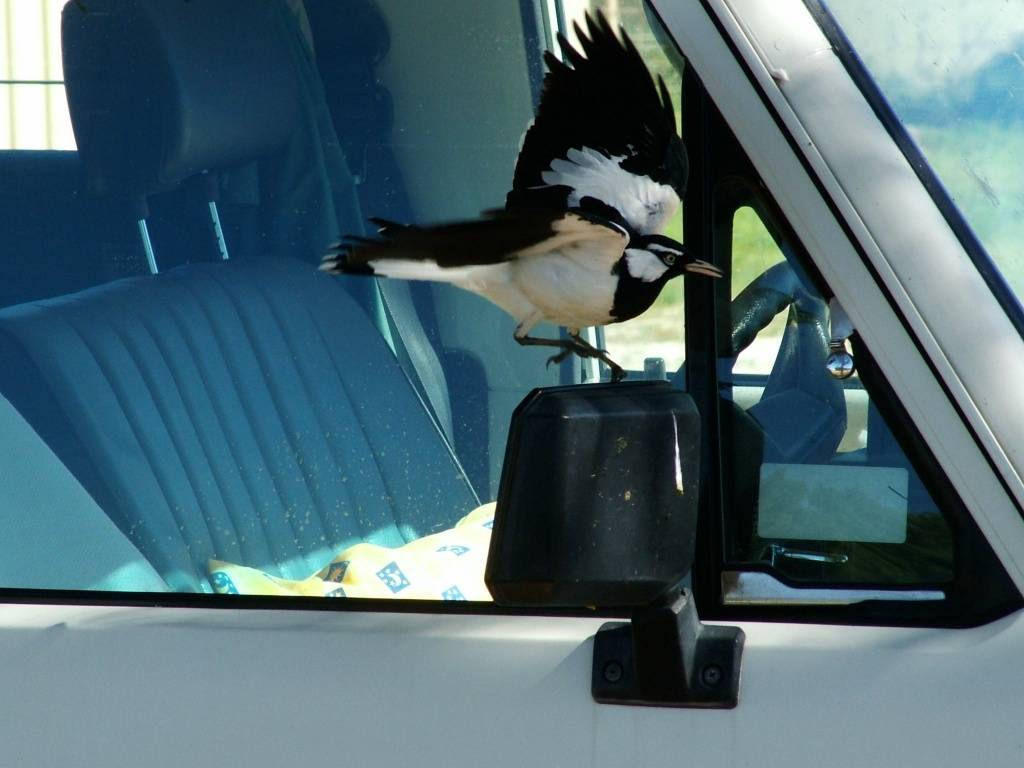 The birds love it