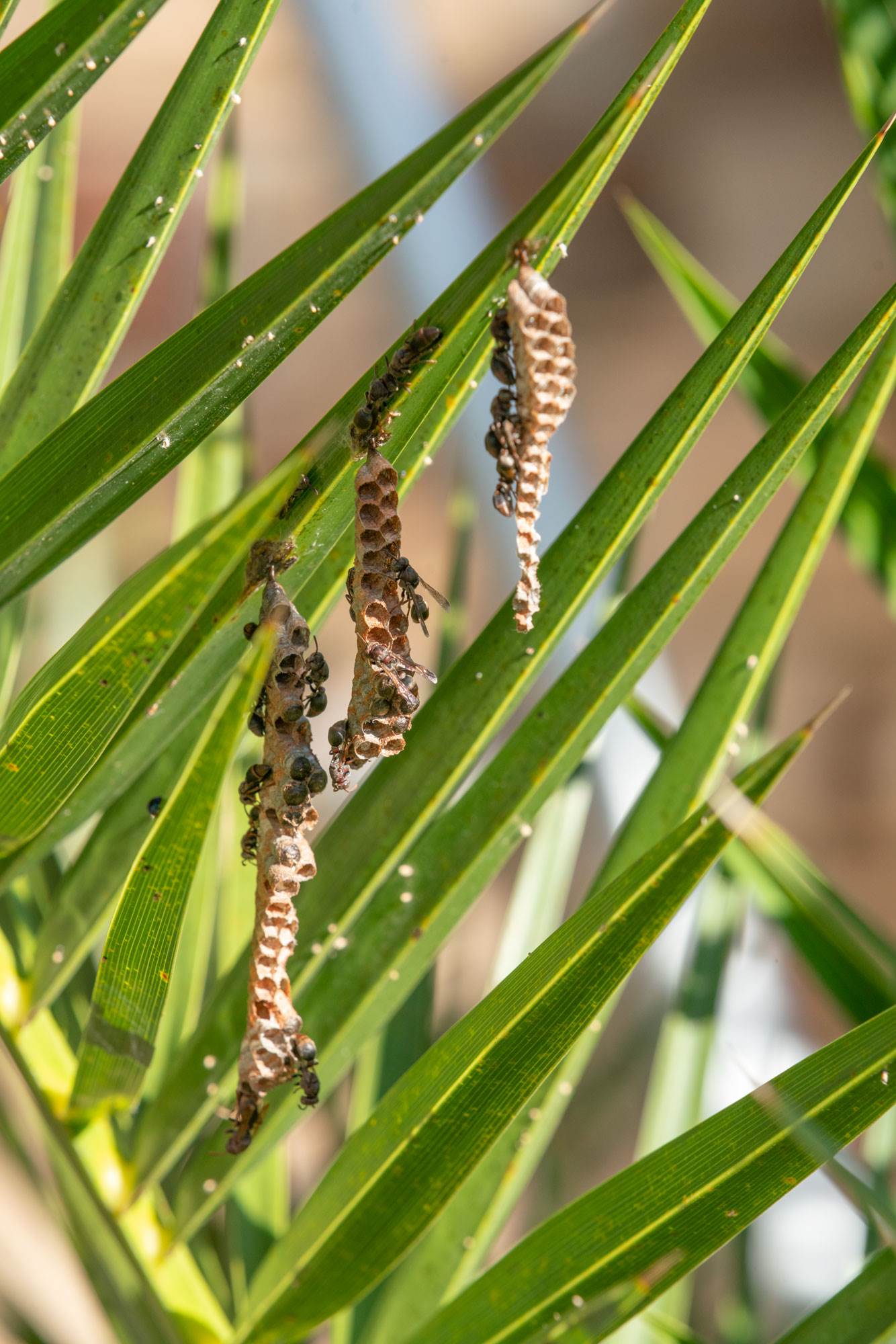 Bees DSC3851