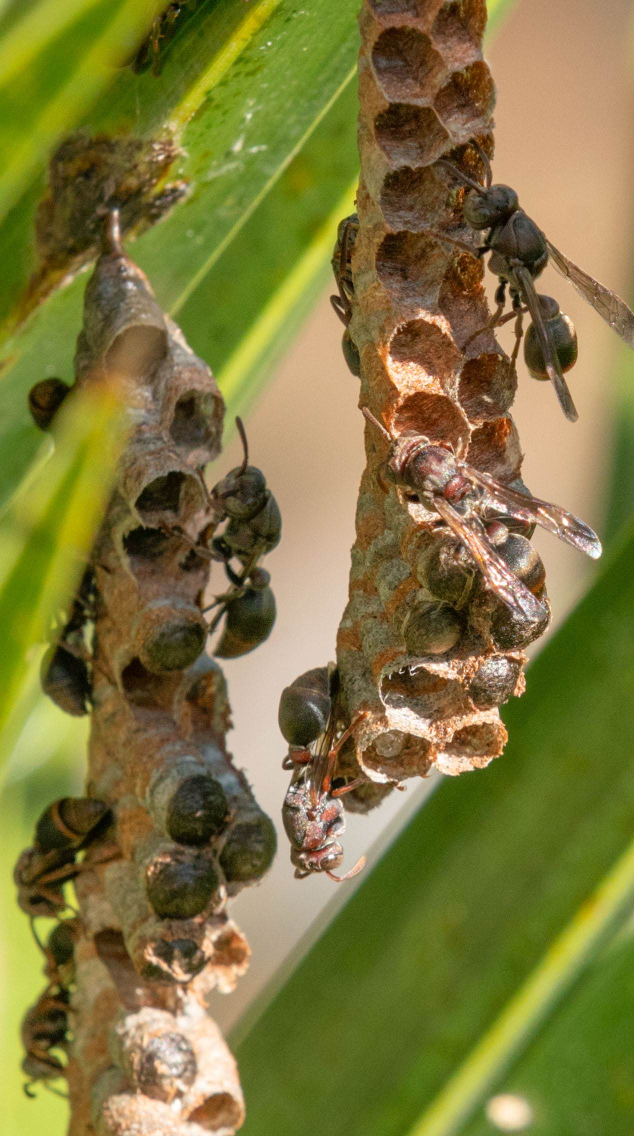 Bees-2 DSC3851