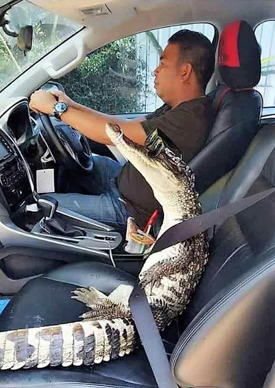 Alligator