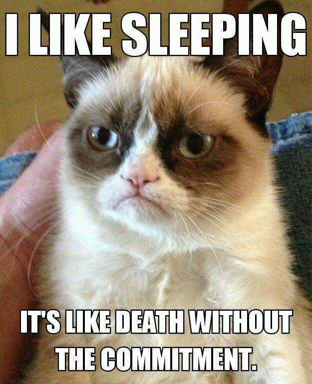 Funny-cats-quotes-.1