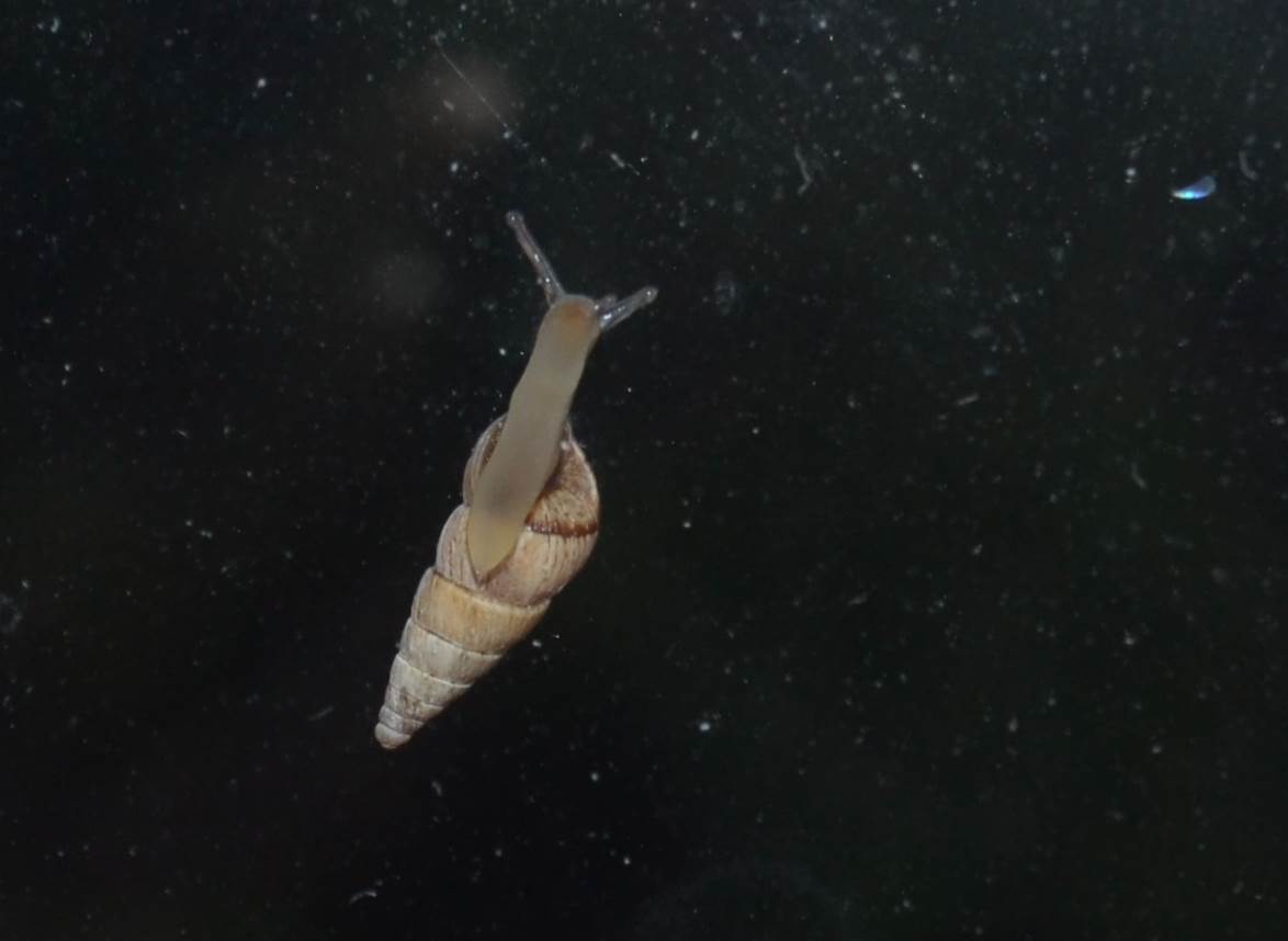 Snail in space