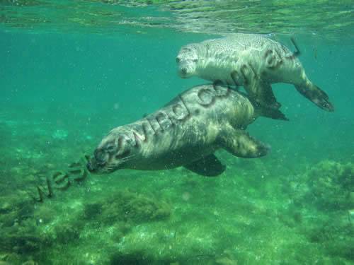 Greenhead Seals