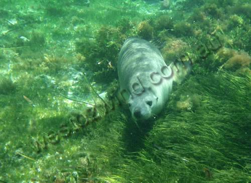 Greenhead Seals