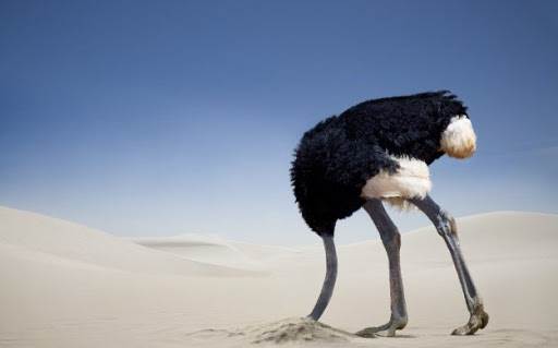 ostrich