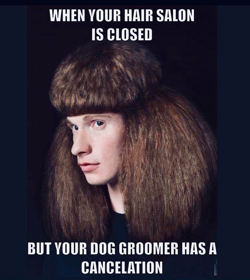 dog groom