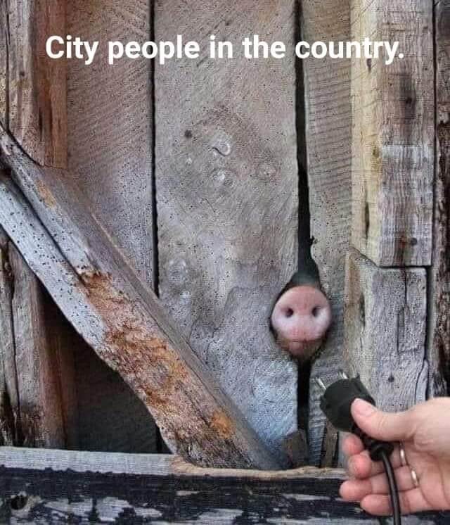 piggy