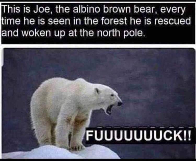 joe bear