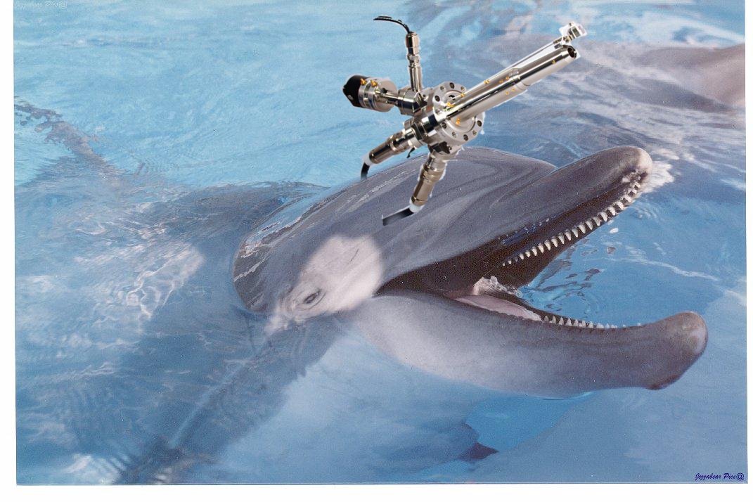 killer dolphin