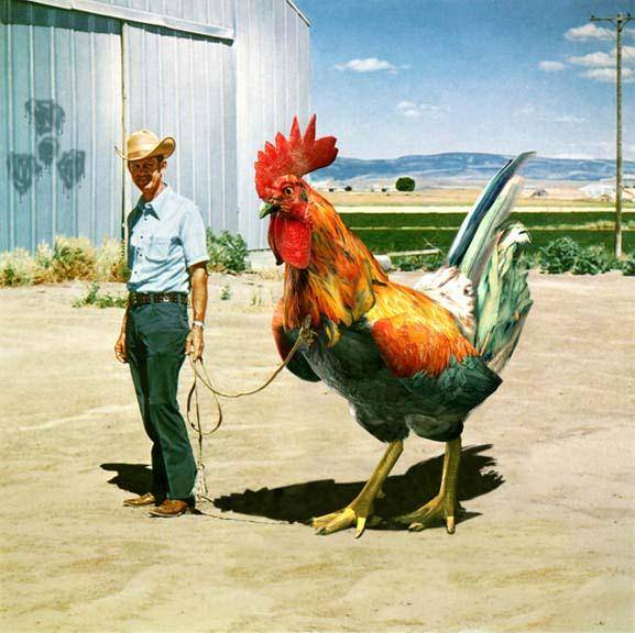 Big Cock