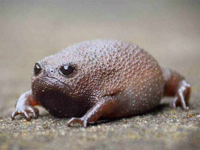 angry avocado frog