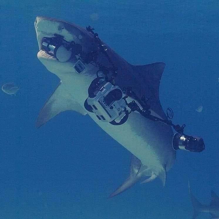 shark and camera