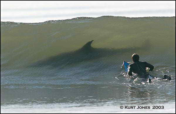Lets Go Surfin!