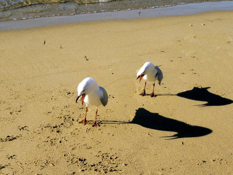 Segulls having an argument?