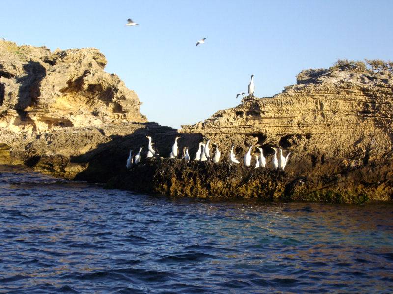Shags On Shag Rock