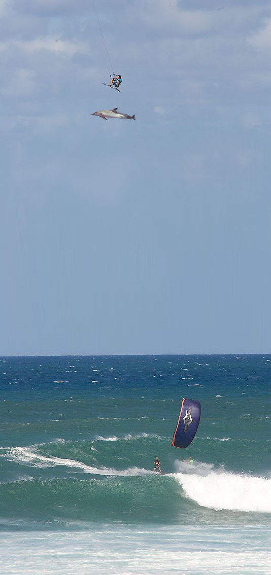 shit that's a big dolphin