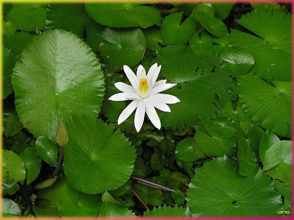 Flowers Ive met
