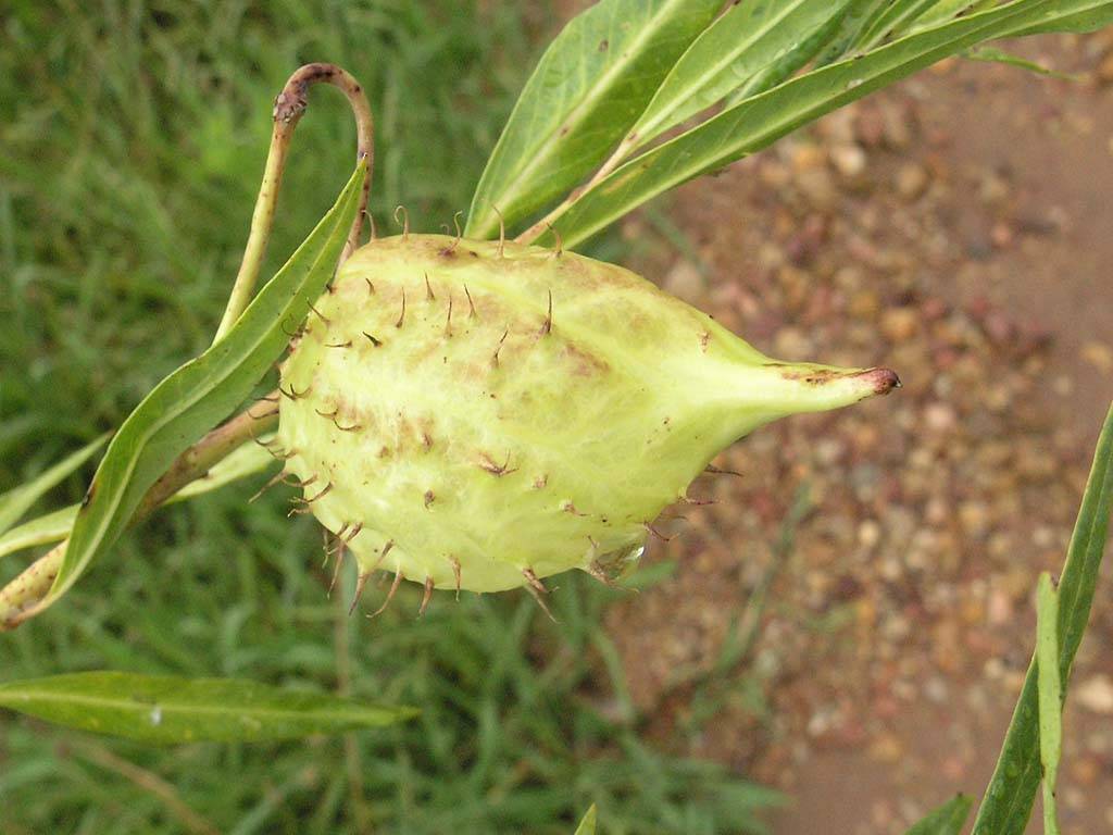 Flowers Ive met