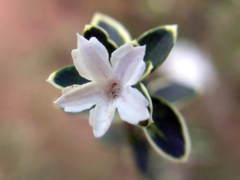 Flowers Ive met
