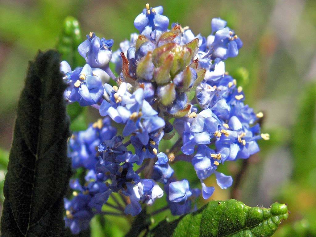 Flowers Ive met