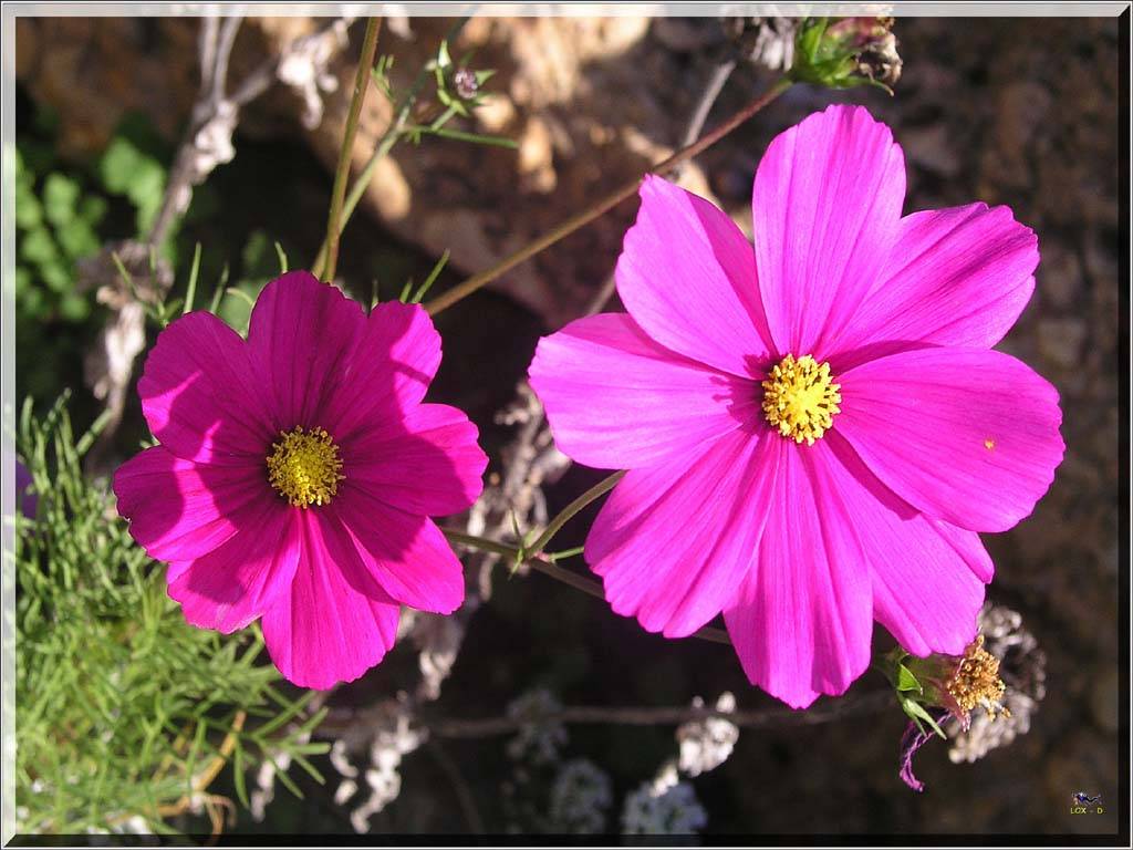 Flowers Ive met