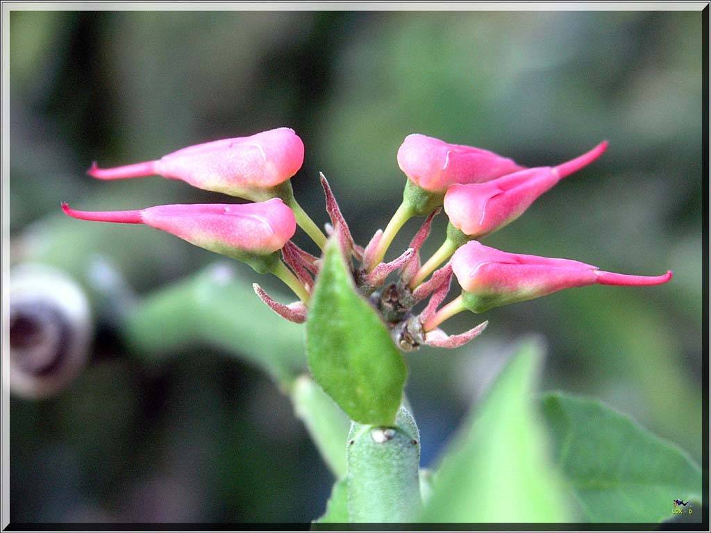 Flowers Ive met