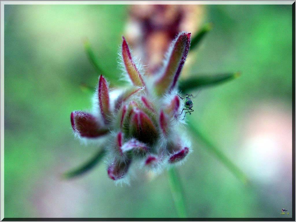 Flowers Ive met