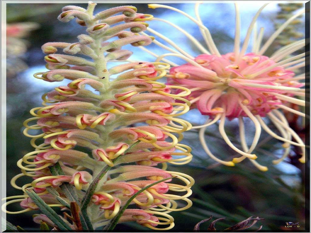 Flowers Ive met
