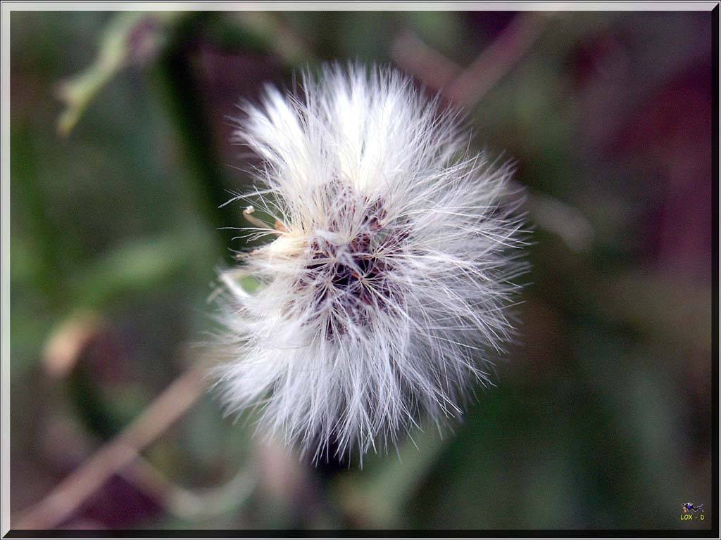 Flowers Ive met
