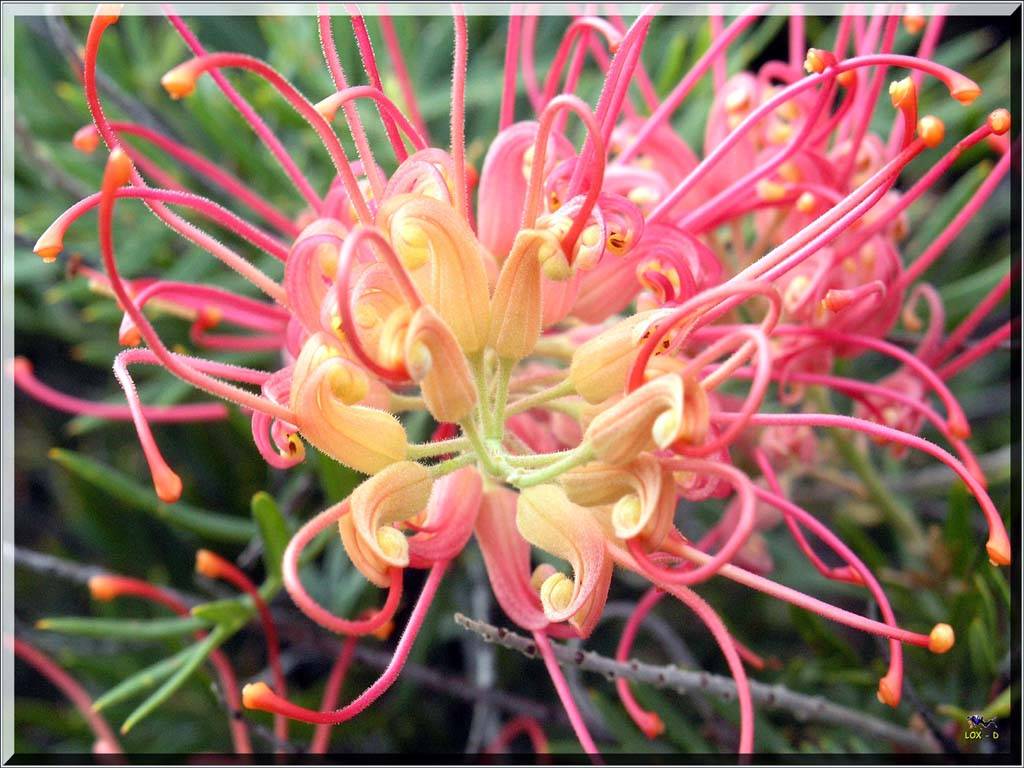 Flowers Ive met
