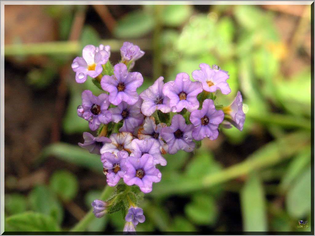 Flowers Ive met
