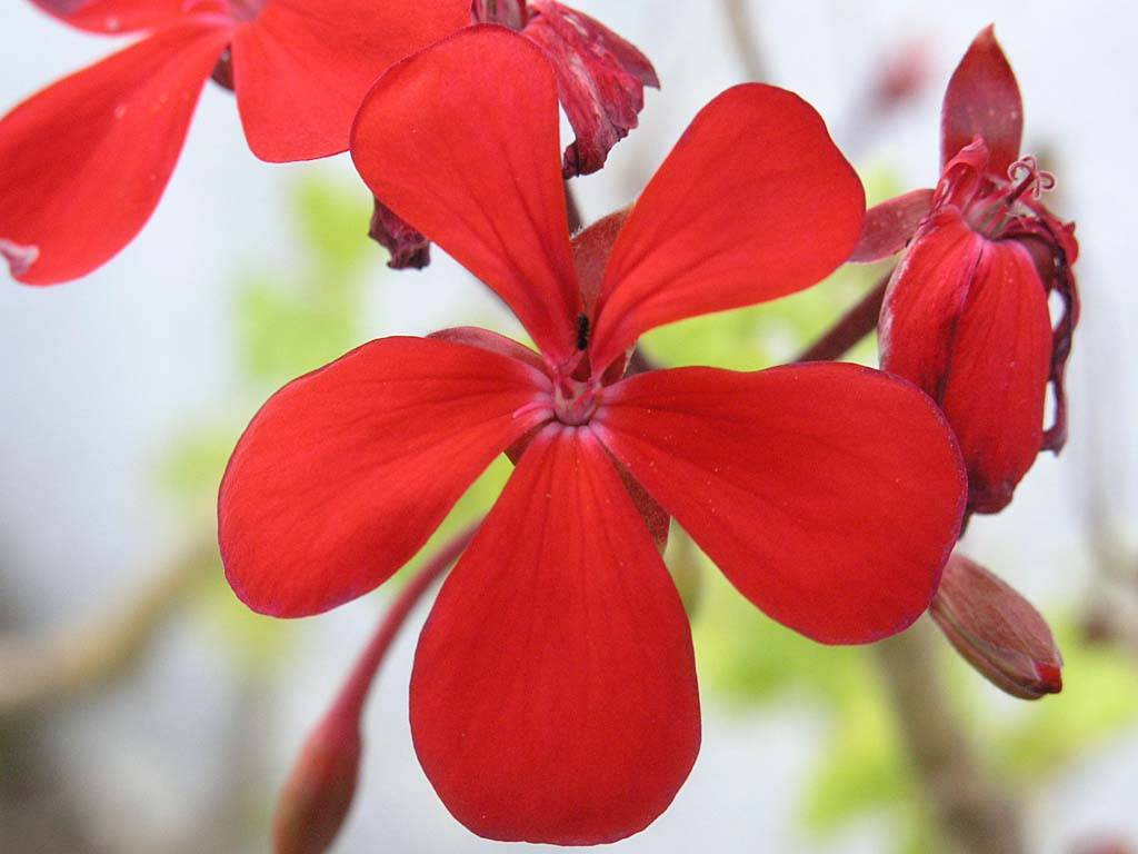 Flowers Ive met