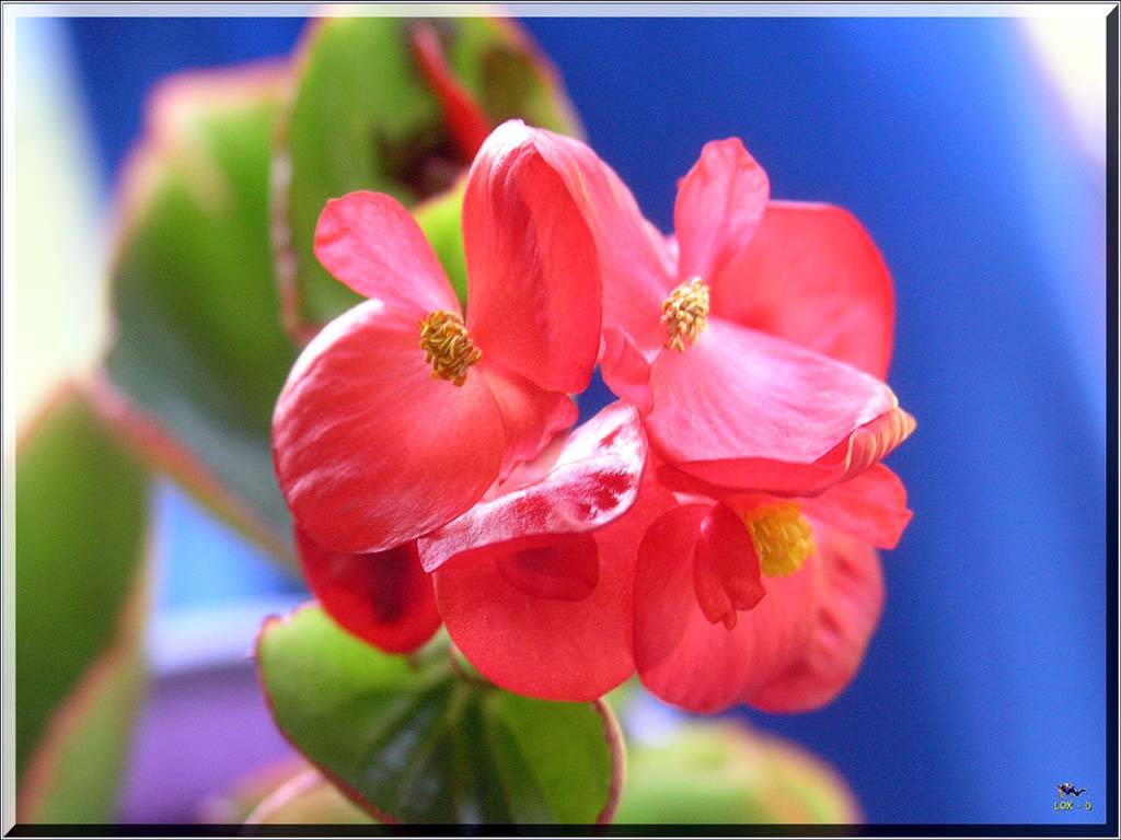Flowers Ive met