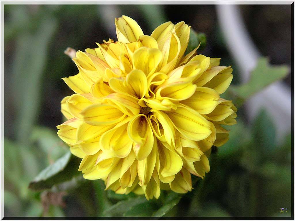 Flowers Ive met