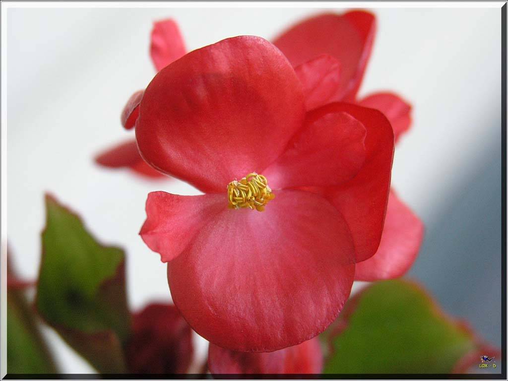 Flowers Ive met