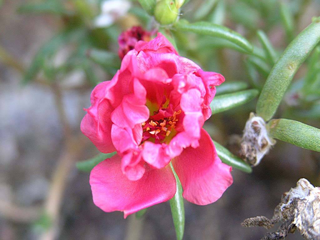 Flowers Ive met