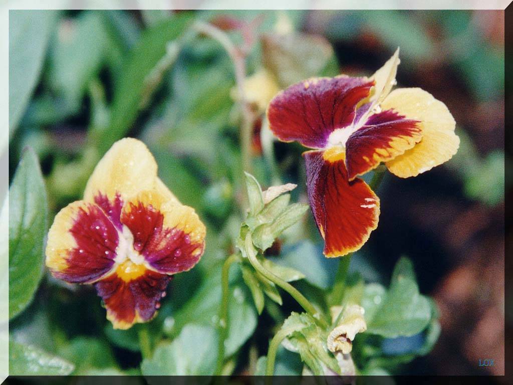 Flowers Ive met