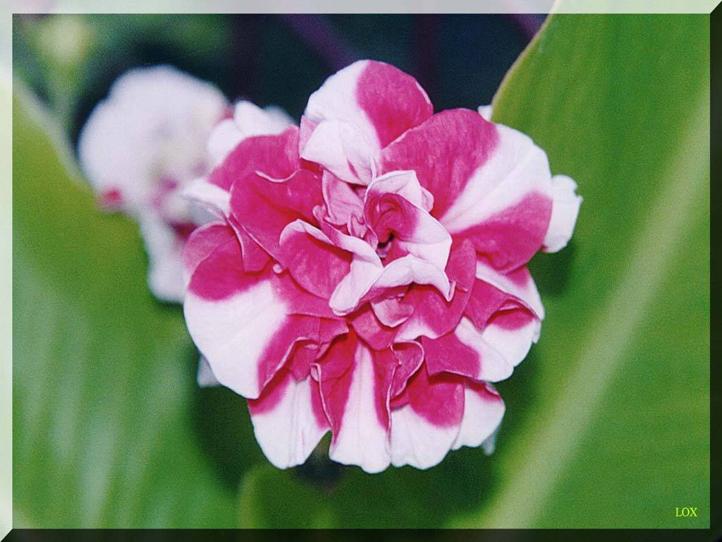 Flowers Ive met