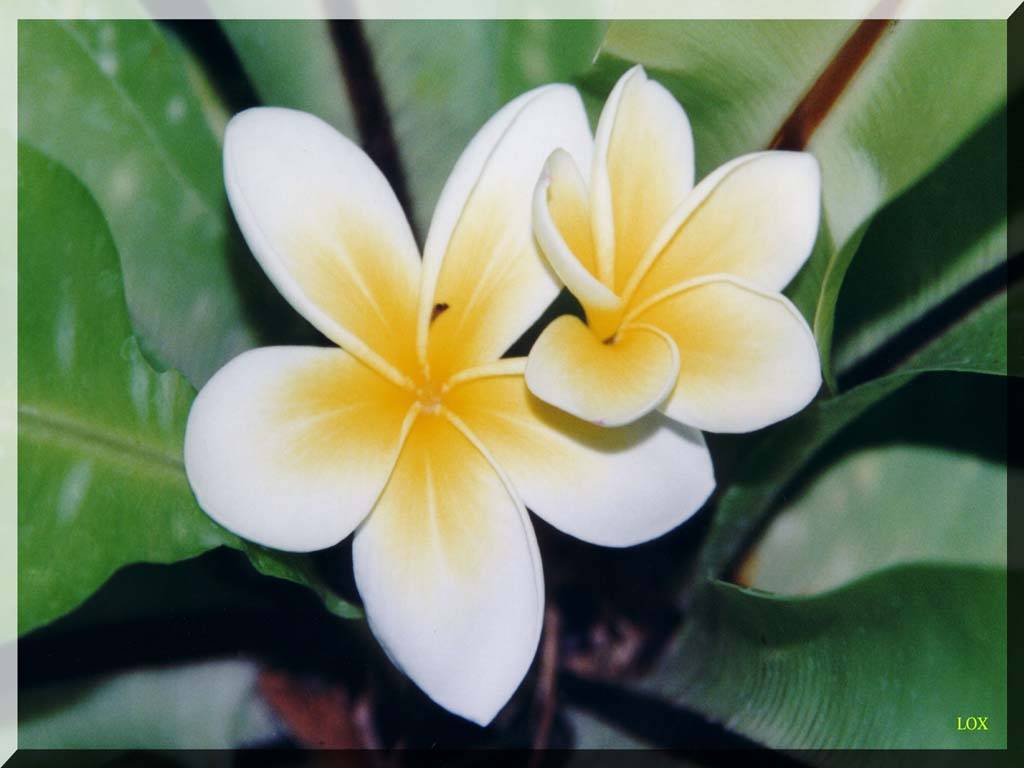 Flowers Ive met
