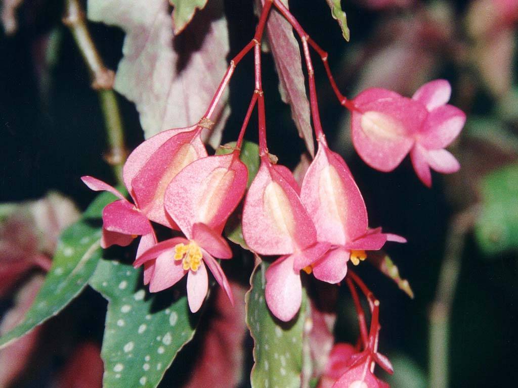 Flowers Ive met
