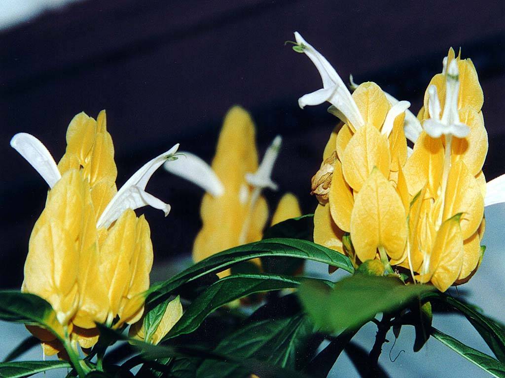 Flowers Ive met