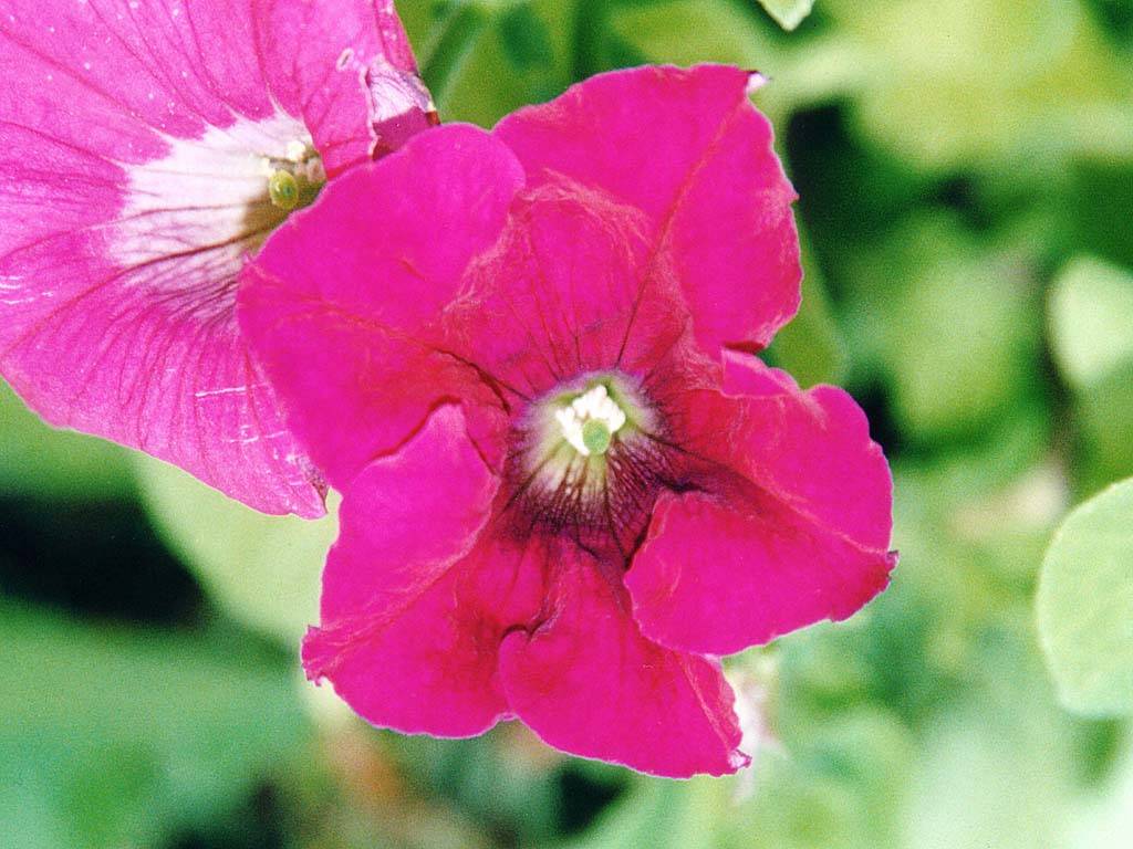 Flowers Ive met